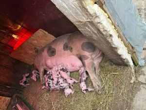 vand scroafa cu 12 purcei petrean - imagine 3