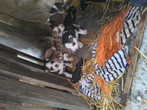 Căței husky siberian 