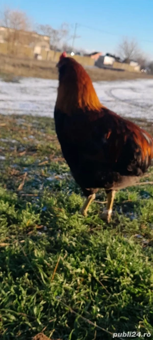 De vânzare  - imagine 5