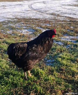 De vânzare  - imagine 2