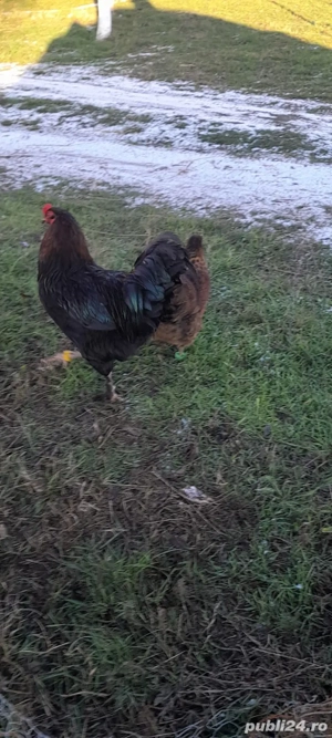 De vânzare  - imagine 3