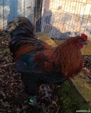 De vânzare  - imagine 4