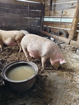 Porci de vânzare scrofițe  - imagine 2