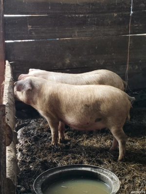 Porci de vânzare scrofițe  - imagine 3