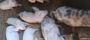 purcei de crescut  - imagine 3