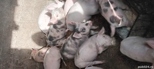 purcei de crescut  - imagine 2