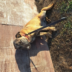 Pui ciobănesc belgian