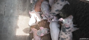 purcei de crescut  - imagine 2