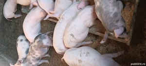 purcei de crescut  - imagine 3