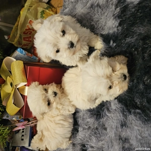 Văd bichon foarte jucăuși  - imagine 5