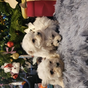 Văd bichon foarte jucăuși  - imagine 3