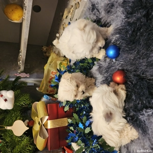 Văd bichon foarte jucăuși  - imagine 4