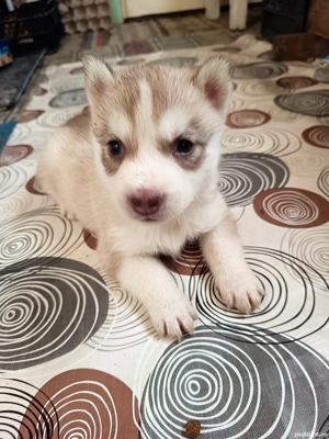 Vând cățeluși de rasă Husky Siberian