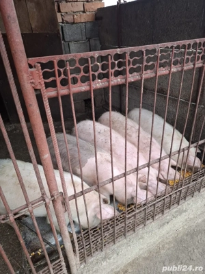 Vand burlinci - imagine 3