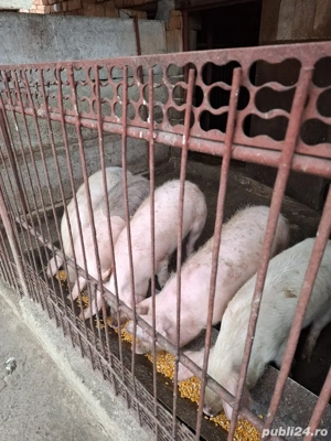 Vand burlinci - imagine 2