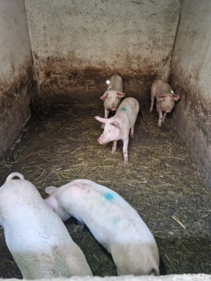 vând porci - imagine 2