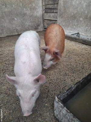 de vânzare 1 mascul curățat și 1 scrofiță 