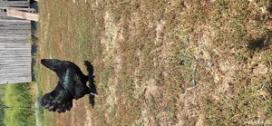 vand puici si cocosi de australorp - imagine 4