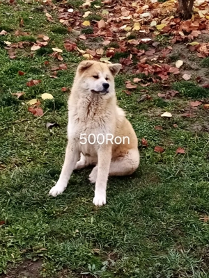 Câinii de vânzare  - imagine 2