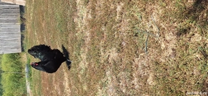 vand puici si cocosi de australorp - imagine 5