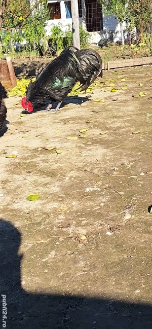 vand puici si cocosi de australorp - imagine 3