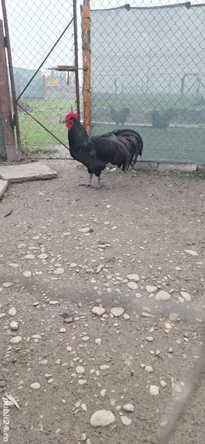 vand puici si cocosi de australorp - imagine 2