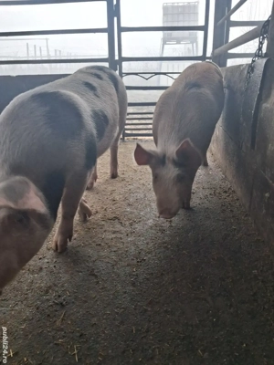 de vânzare 2 scrofițe 65..75  kg rasă duroc și petrean  - imagine 5