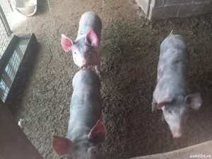 Purceii de vanzare - imagine 3