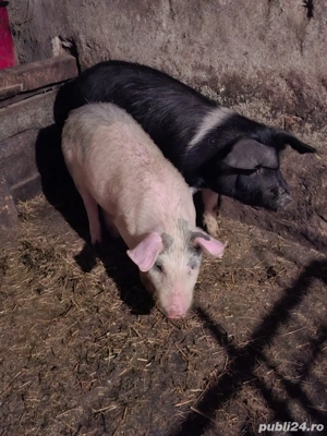 Vand burlinci - imagine 5