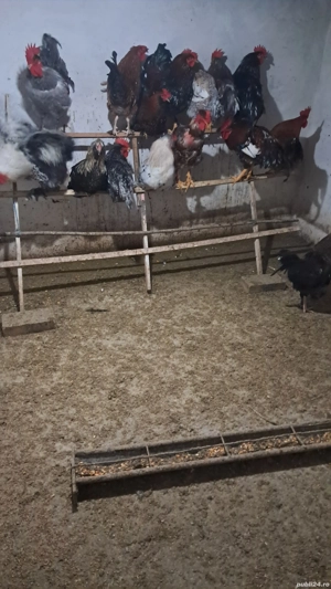 Vând cocoși!  - imagine 2