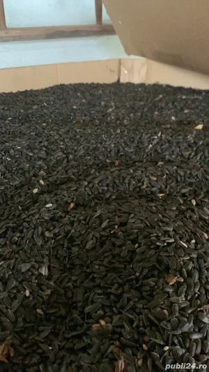 vand floarea soarelui  - imagine 3