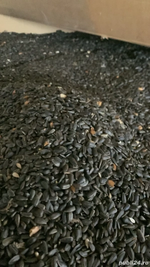 vand floarea soarelui  - imagine 4