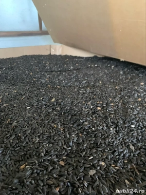 vand floarea soarelui  - imagine 2