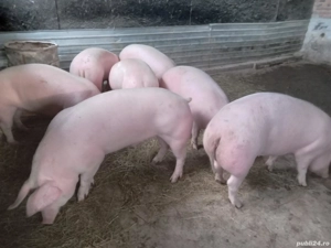 Vand porci  - imagine 2