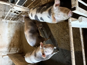 Vand purcei 400 bucata - imagine 4