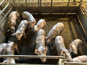 Vand purcei 400 bucata - imagine 3