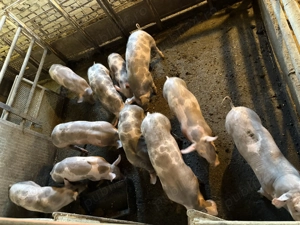 Vand purcei 400 bucata - imagine 2