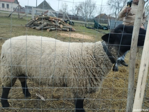 Berbec suffolk oferta 350 de euro  - imagine 2