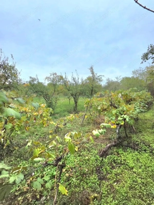 Teren 6762 mp +casa Les - imagine 3