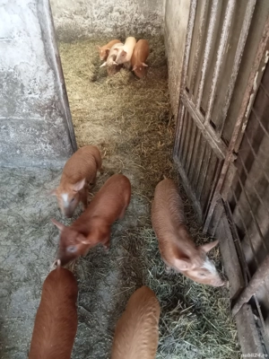 vând purcei metis duroc la șase săptămâni sau sc cu cereale - imagine 4