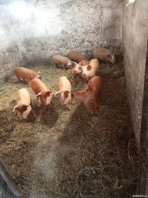 vând purcei metis duroc la șase săptămâni sau sc cu cereale - imagine 3