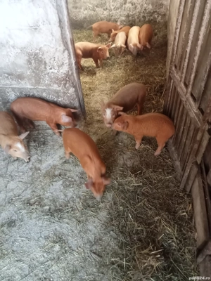 vând purcei metis duroc la șase săptămâni sau sc cu cereale - imagine 2