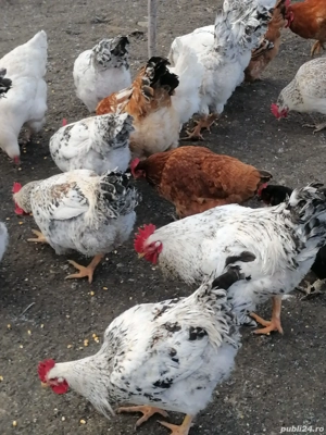 Cocosi tineri  - imagine 2