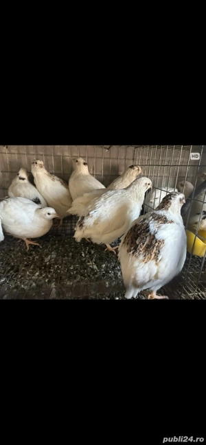 Prepelite de vanzare  - imagine 2