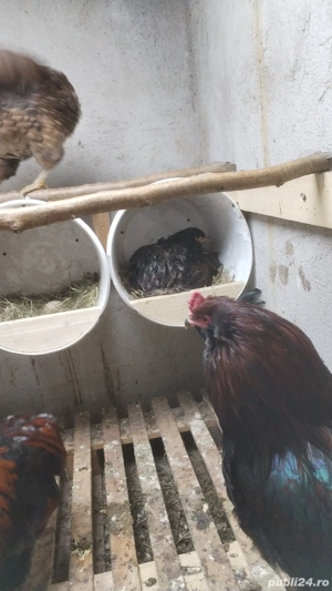 Ouă incubat araucana potîrnichiu sălbatic cu favoriții  - imagine 3