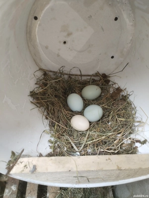 Ouă incubat araucana potîrnichiu sălbatic cu favoriții  - imagine 5