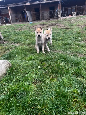 Pui de lup cehoslovac  - imagine 4