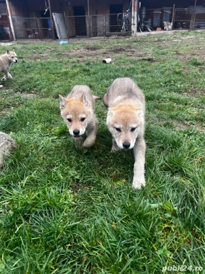 Pui de lup cehoslovac  - imagine 2