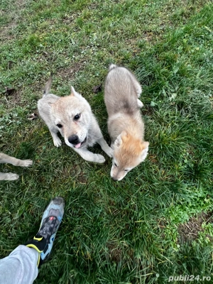 Pui de lup cehoslovac  - imagine 3