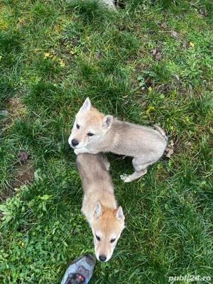 Pui de lup cehoslovac  - imagine 5